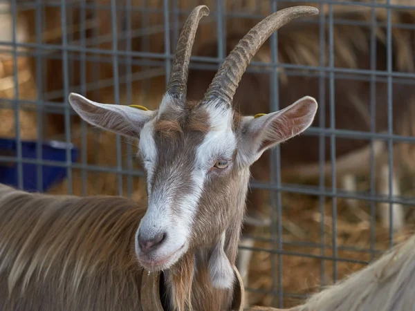 Capra nella fattoria — Foto Stock