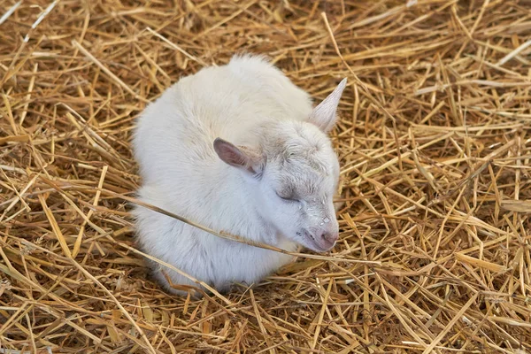 Welpe Ziege auf dem Bauernhof — Stockfoto