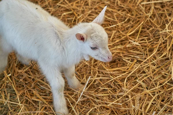 Capra cucciolo nella fattoria — Foto Stock