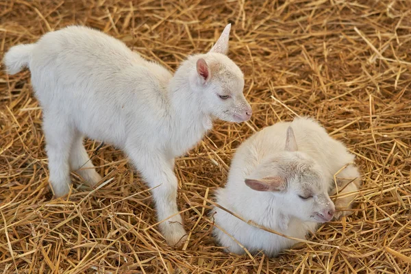 Puppy goat in the farm — Stock Photo, Image