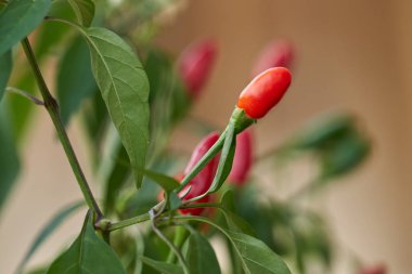 bitki üzerinde kırmızı biber biber