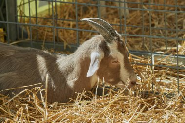 Çiftlikteki keçi