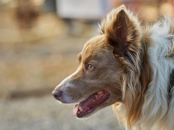 Piccolo cane carino — Foto Stock