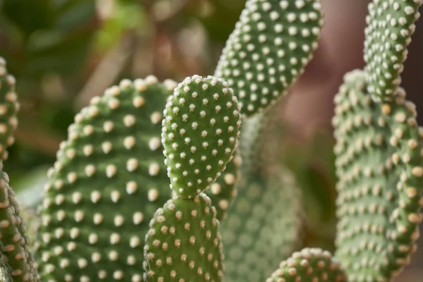 Sappige plant in de tuin — Stockfoto