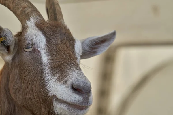 Goat in the farm — Stock Photo, Image