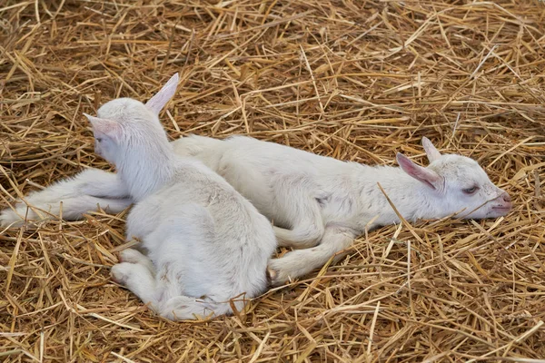 yavru Keçi çiftliğinde