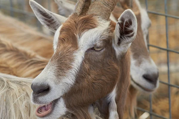 Ziege auf dem Hof — Stockfoto