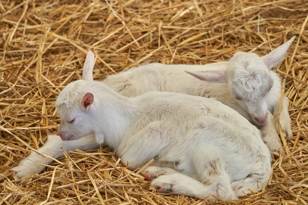 yavru Keçi çiftliğinde