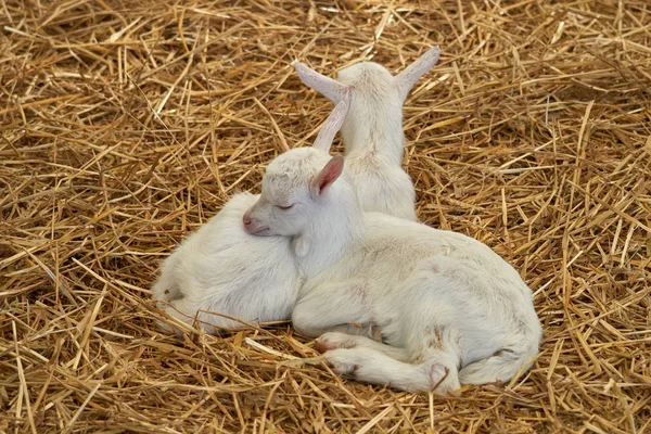 yavru Keçi çiftliğinde