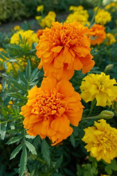 tagete çiçek bahçesinde