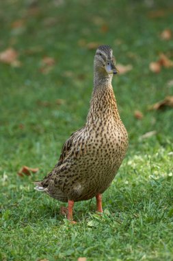 çayır üzerinde ördek
