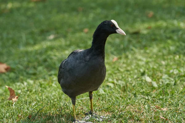 Moorhen ördek Gölü — Stok fotoğraf