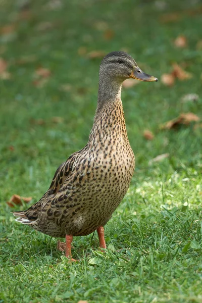 Pato en el prado — Foto de Stock