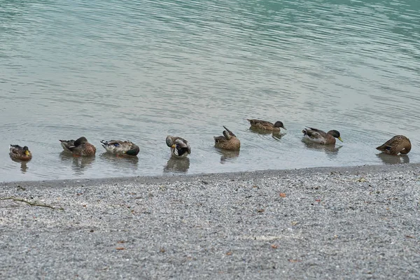 Canard nager sur le lac — Photo