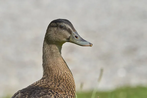 鸭的草地上 — 图库照片
