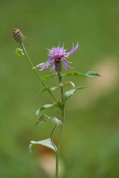 Flor silvestre en el parque — Foto de Stock