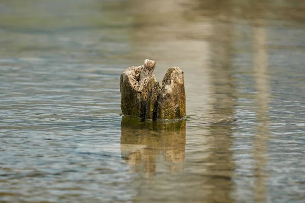 Spiegelbild und Baum am See — Stockfoto