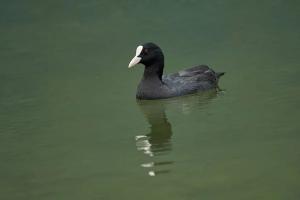 Pato de Moorhen en el lago —  Fotos de Stock