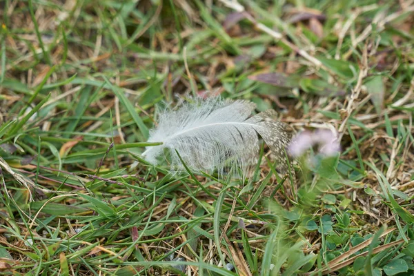 white feather of the bird on the grass lawn