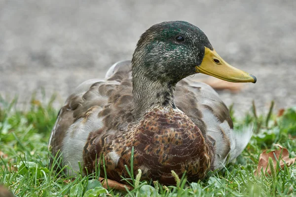 Pato en el prado — Foto de Stock