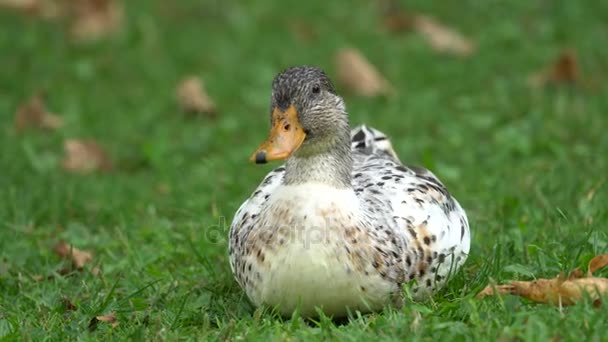 Duck on meadow — Stock Video