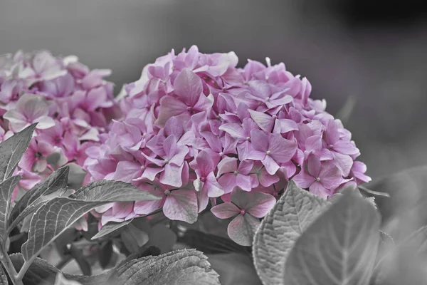 Hortensien im Garten — Stockfoto
