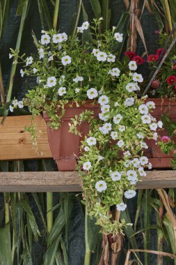 Vazoda çiçek açan bitki