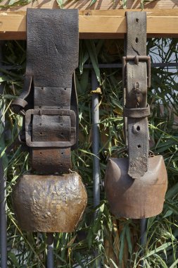 Eski bell gruptaki inek için