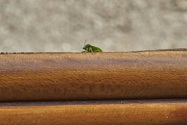 Pequeno inseto verde — Fotografia de Stock