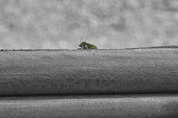 Маленький зелёный жук — стоковое фото
