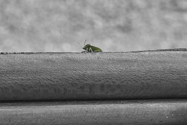 Pequeño insecto verde — Foto de Stock