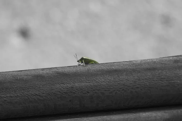 Pequeño insecto verde — Foto de Stock