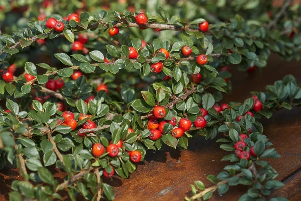 Bagas de cotoneaster no jardim — Fotografia de Stock