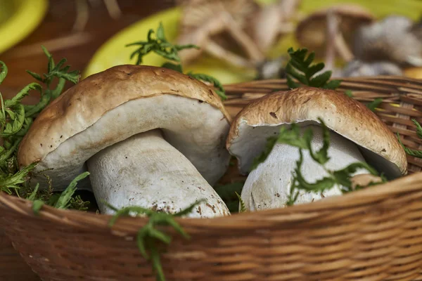 바구니에 Porcini 버섯 — 스톡 사진