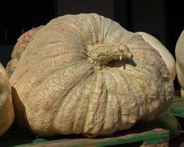 Cadılar Bayramı için balkabağı