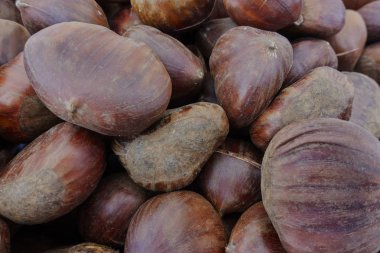 sonbaharda olgun kestane