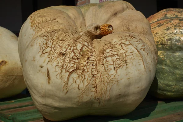 Cadılar Bayramı için balkabağı