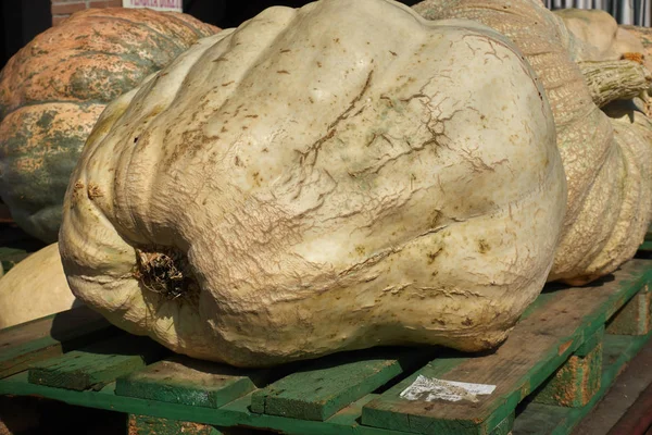 Cadılar Bayramı için balkabağı