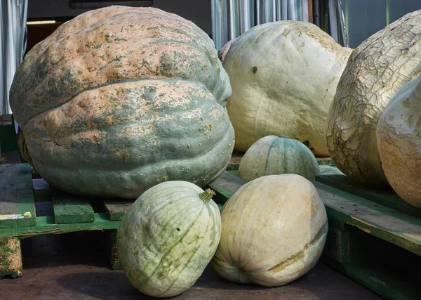 Cadılar Bayramı için balkabağı