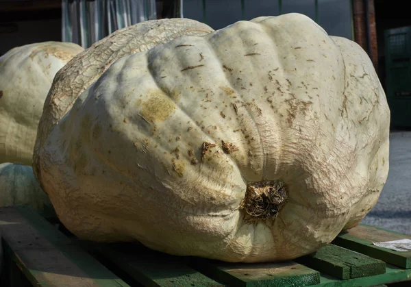 Cadılar Bayramı için balkabağı