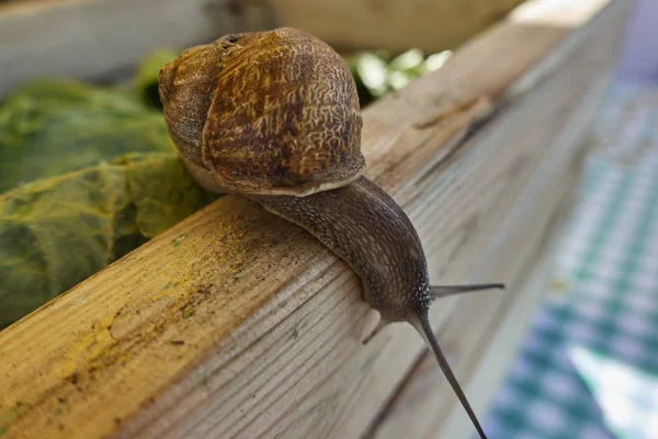 Escargot mignon marche — Photo