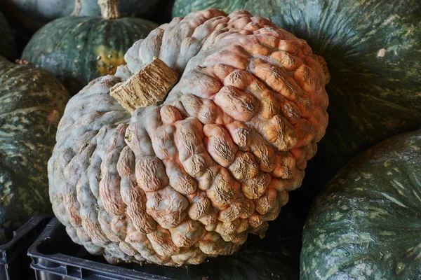 Cadılar Bayramı için balkabağı