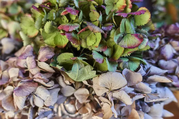 Dry colorful hydrangea — Stock Photo, Image