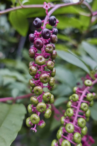 Flor de Phytolacca ou uvas turcas de arborea — Fotografia de Stock