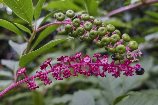 Phytolacca virág vagy arborea török szőlő — Stock Fotó