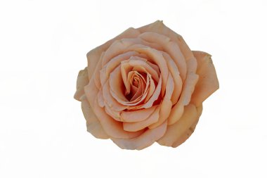 Gül bahçesinde çiçek