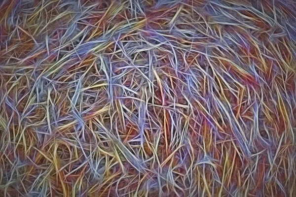 Beli siana na łące — Zdjęcie stockowe