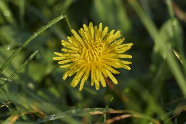 Çayırdaki karahindiba