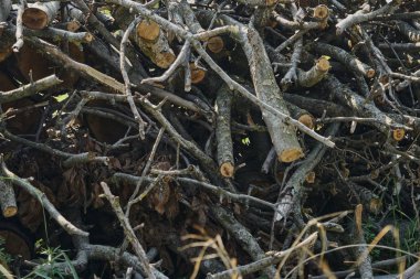 Kış için odun yığını