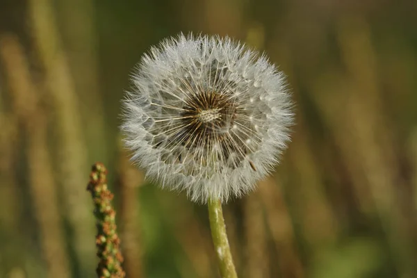 Dandelion in the meadow — Stock Photo, Image